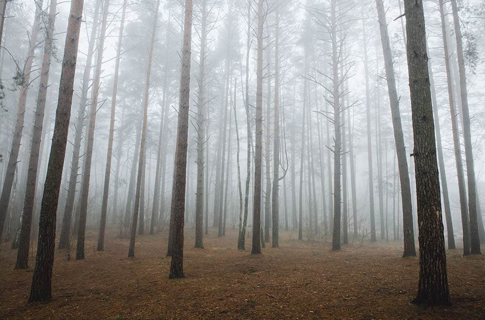 miškai